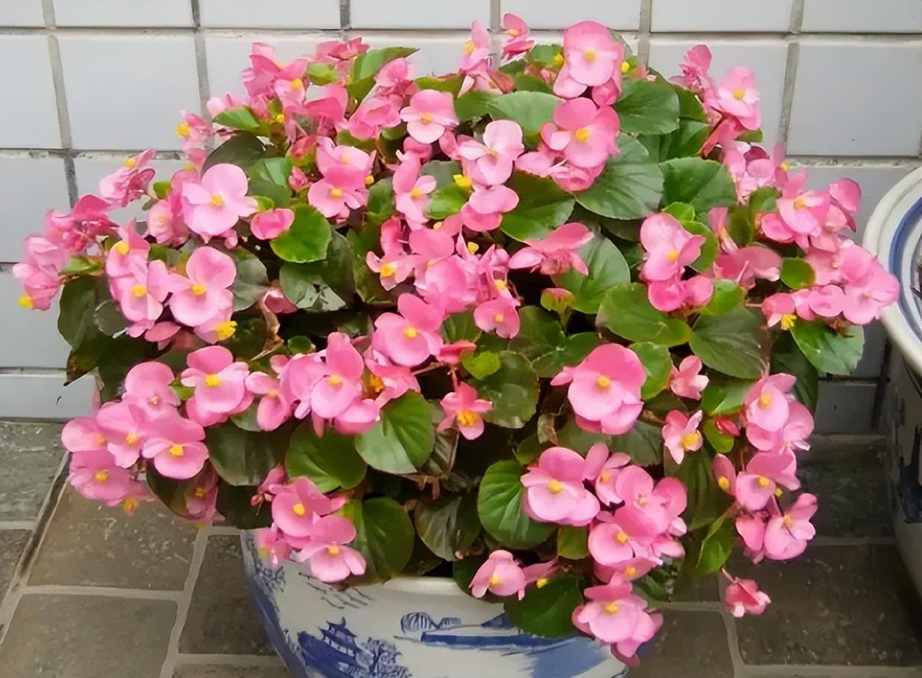 家养什么花好养活（种什么花好看又好养）