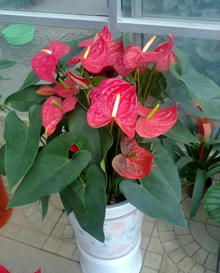 家养什么花好养活（种什么花好看又好养）