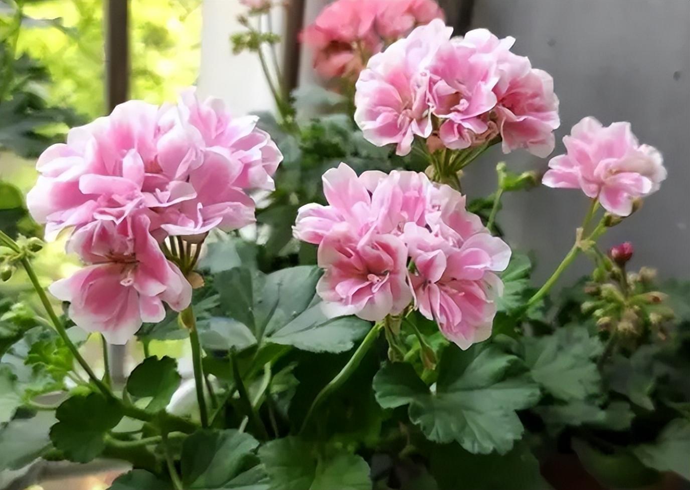 家养什么花好养活（种什么花好看又好养）