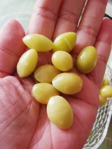 ​银杏树果实能吃吗（银杏树的果子可以吃吗）