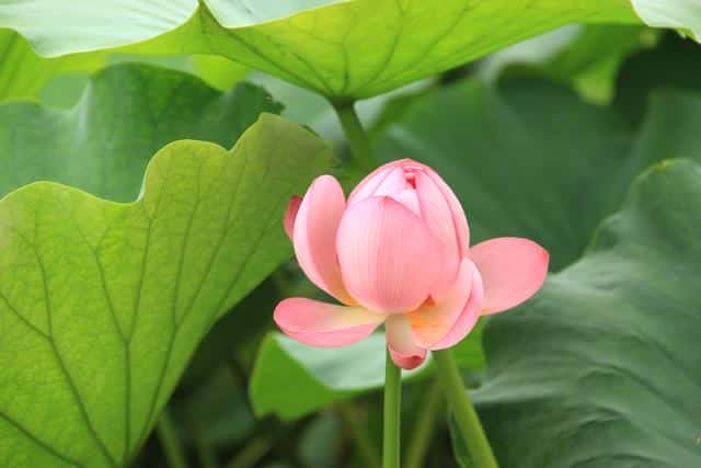 什么是白莲花和绿茶(白莲花什么意思)