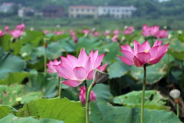 什么是白莲花和绿茶(白莲花什么意思)