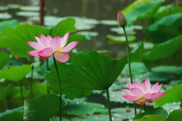 什么是白莲花和绿茶(白莲花什么意思)