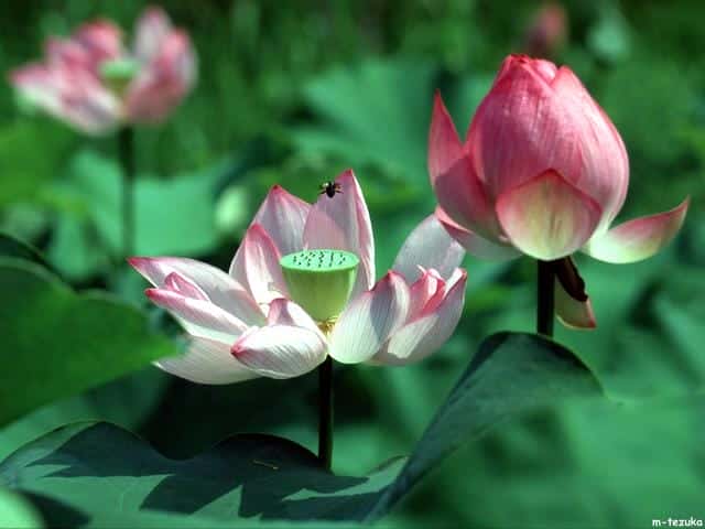 什么是白莲花和绿茶(白莲花什么意思)