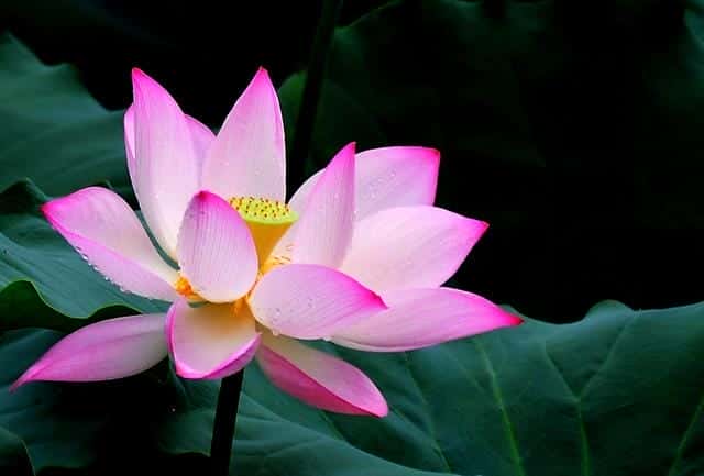 什么是白莲花和绿茶(白莲花什么意思)