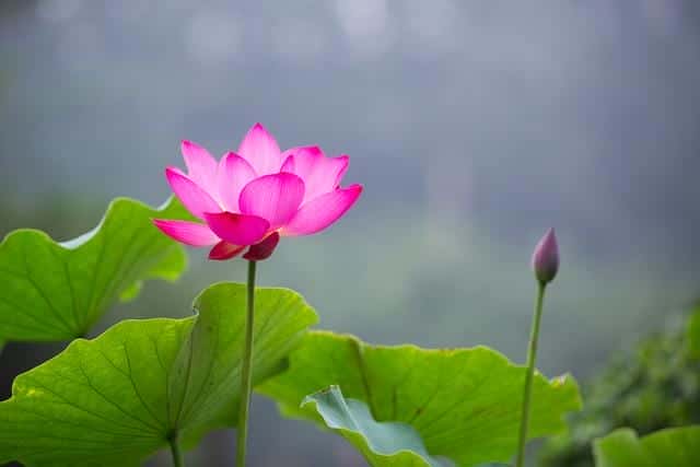 什么是白莲花和绿茶(白莲花什么意思)