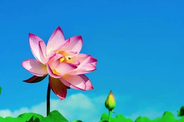 什么是白莲花和绿茶(白莲花什么意思)