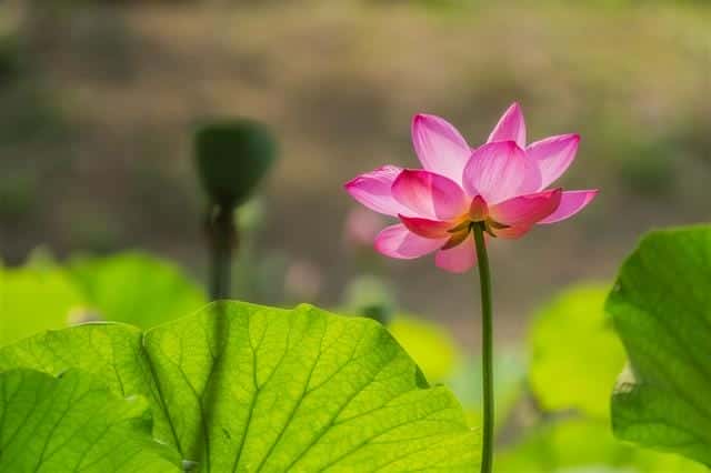 什么是白莲花和绿茶(白莲花什么意思)