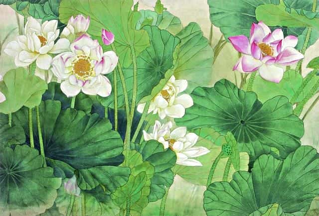 什么是白莲花和绿茶(白莲花什么意思)