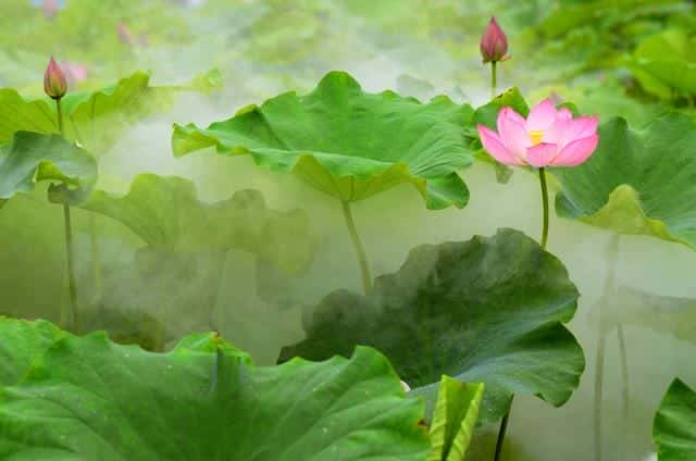 什么是白莲花和绿茶(白莲花什么意思)
