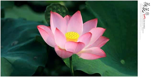 什么是白莲花和绿茶(白莲花什么意思)