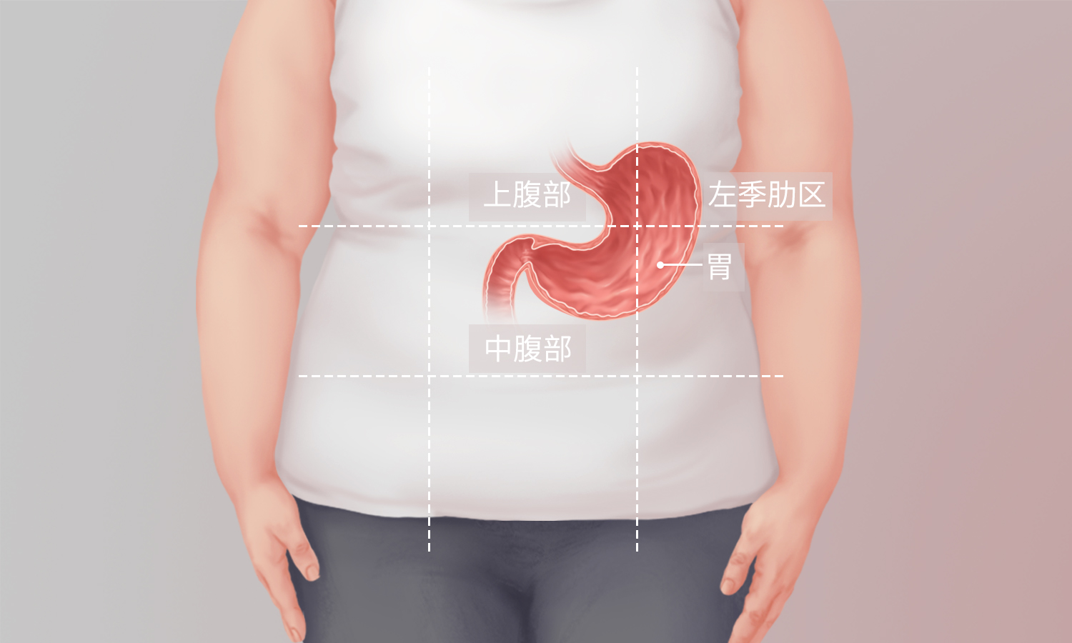 胃在什么位置