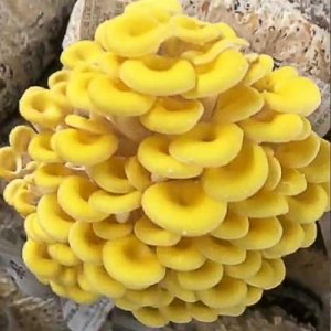 ​芝麻壳可以养蘑菇吗