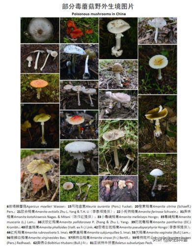 预约豆浆机豆子泡一夜有毒吗(预约豆浆机怎样预约)-第2张图片-