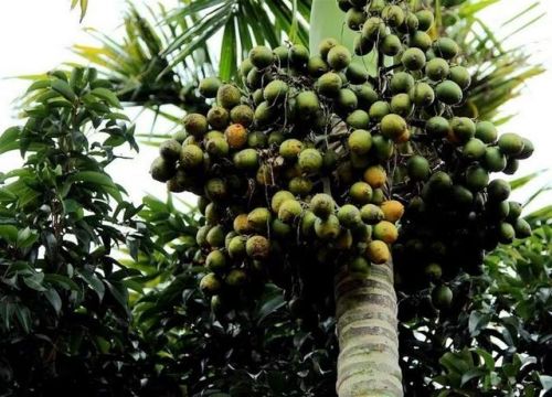 槟榔加工厂需要多少钱-第1张图片-