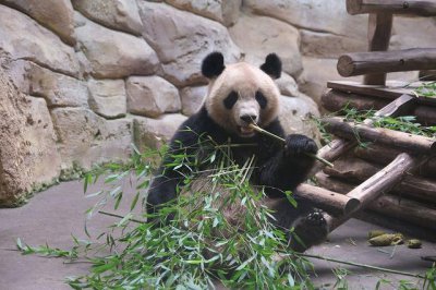 ​成都东站附近有什么好玩的景点