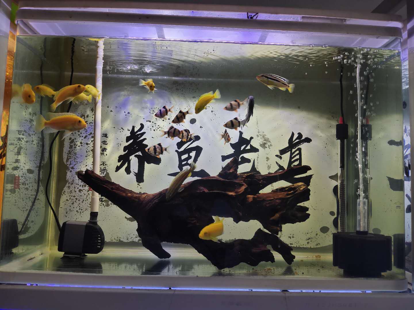 鱼缸水腥味怎么回事（鱼缸水很清但是有腥味怎么处理）
