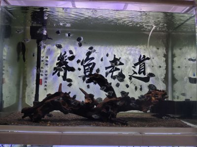 ​鱼缸水腥味怎么回事（鱼缸水很清但是有腥味怎么处理）
