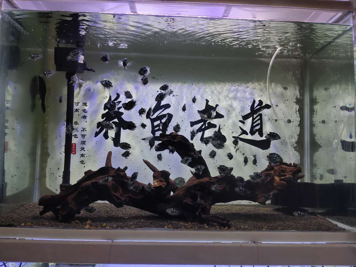 鱼缸水腥味怎么回事（鱼缸水很清但是有腥味怎么处理）
