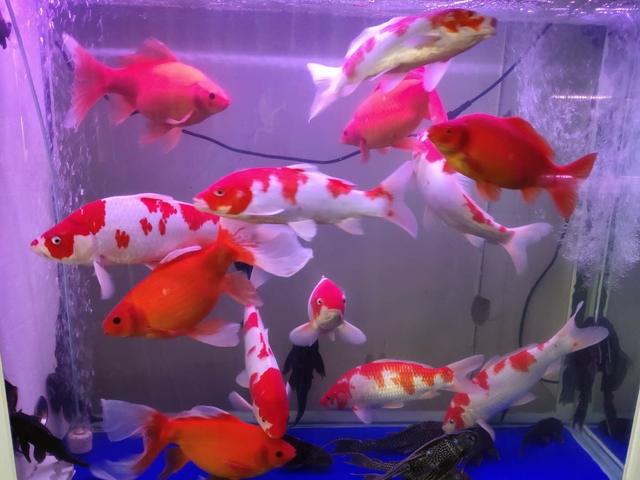 鱼缸水腥味怎么回事（鱼缸水很清但是有腥味怎么处理）