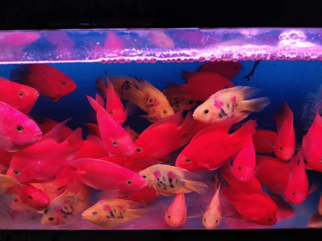 鱼缸水腥味怎么回事（鱼缸水很清但是有腥味怎么处理）