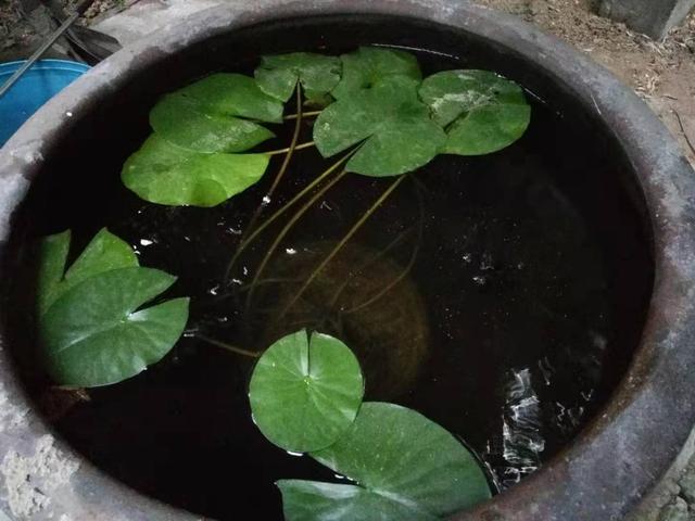 鱼缸水腥味怎么回事（鱼缸水很清但是有腥味怎么处理）