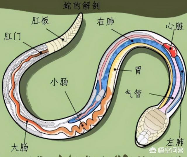 蛇窝被发现后会不会搬家（蛇窝被拆了以后蛇还会回来吗）