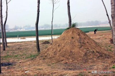 ​蛇窝被发现后会不会搬家（蛇窝被拆了以后蛇还会回来吗）