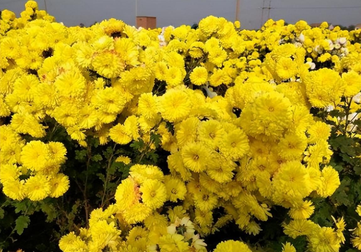 泡茶用那种菊花（泡菊花茶用哪种菊花好喝一点）