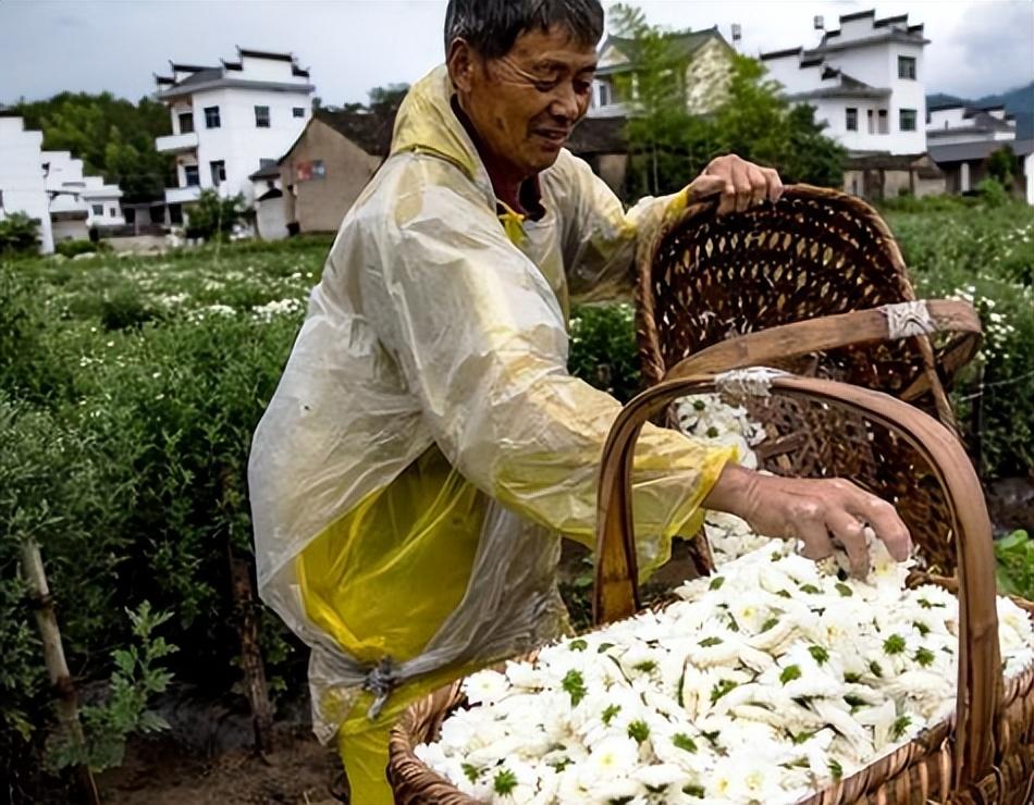 泡茶用那种菊花（泡菊花茶用哪种菊花好喝一点）