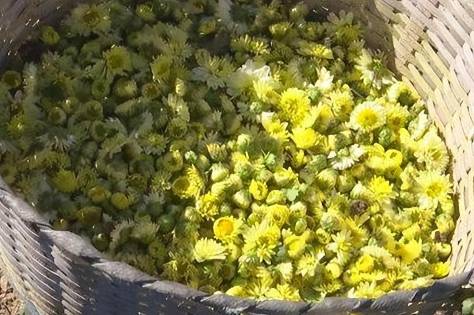 泡茶用那种菊花（泡菊花茶用哪种菊花好喝一点）