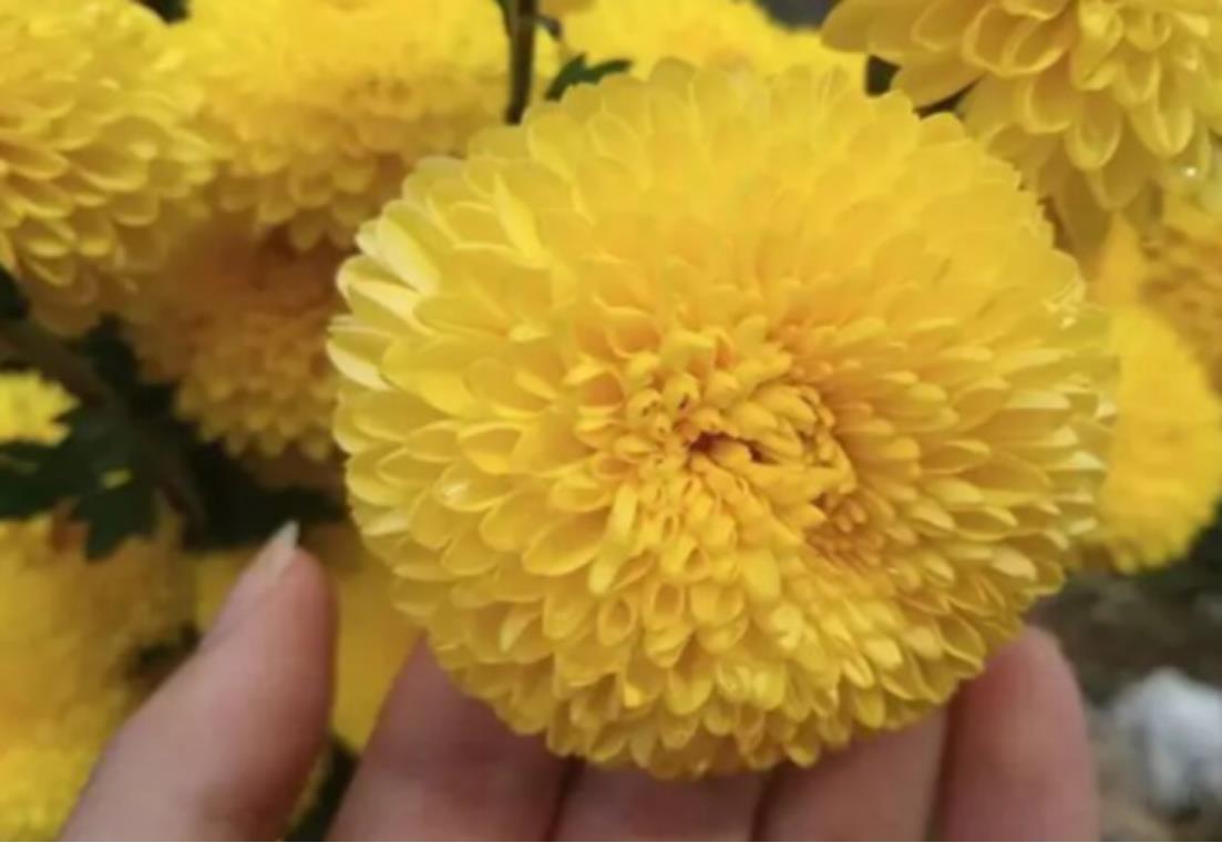 泡茶用那种菊花（泡菊花茶用哪种菊花好喝一点）