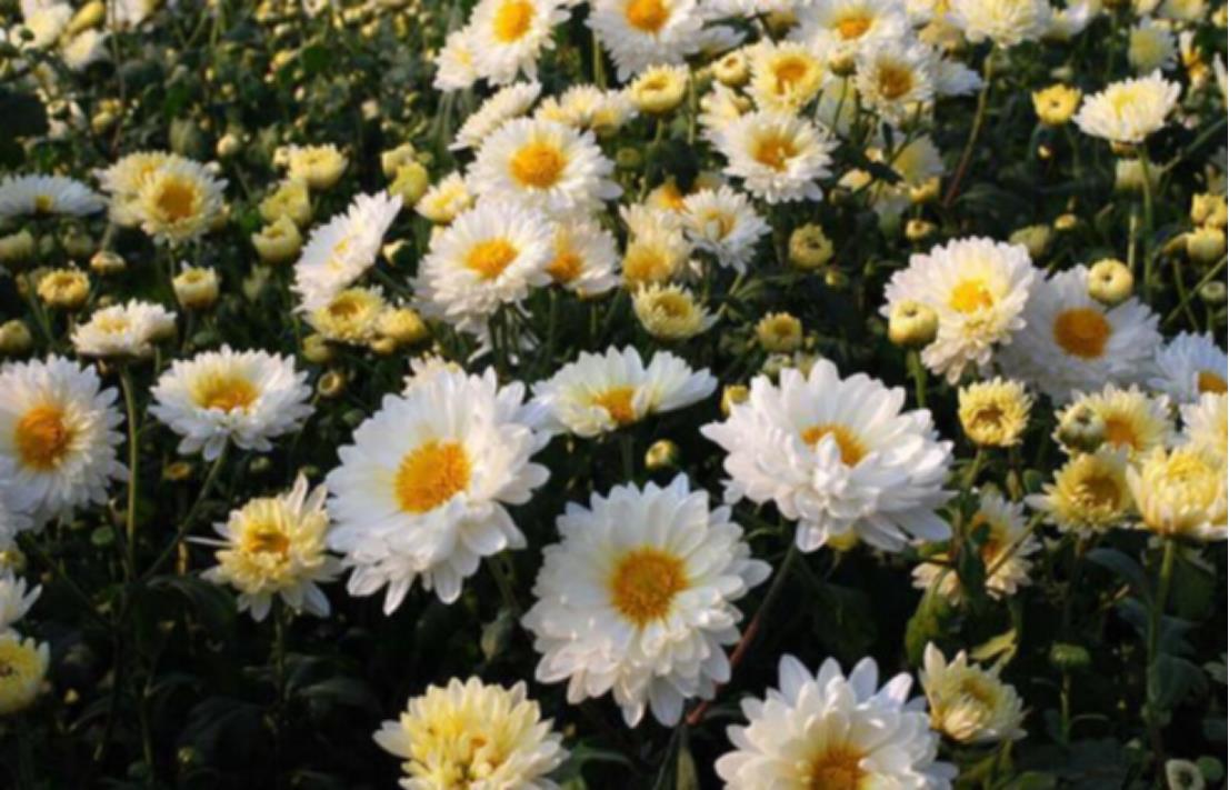 泡茶用那种菊花（泡菊花茶用哪种菊花好喝一点）