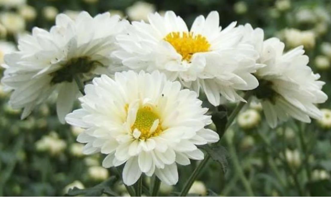 泡茶用那种菊花（泡菊花茶用哪种菊花好喝一点）