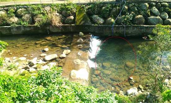 溪流钓马口绝招(钓马口的技巧和方法)