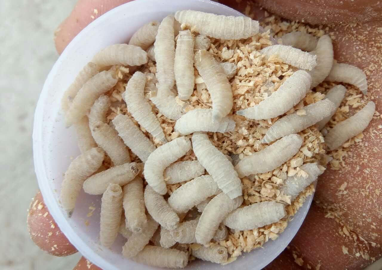 溪流钓马口绝招(钓马口的技巧和方法)
