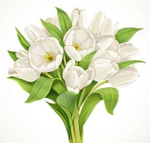 白郁金香花语暗示什么（白色郁金香的花语和象征意义是什么）