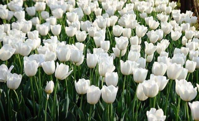 白郁金香花语暗示什么（白色郁金香的花语和象征意义是什么）