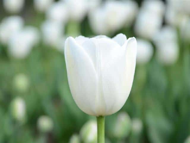 白郁金香花语暗示什么（白色郁金香的花语和象征意义是什么）