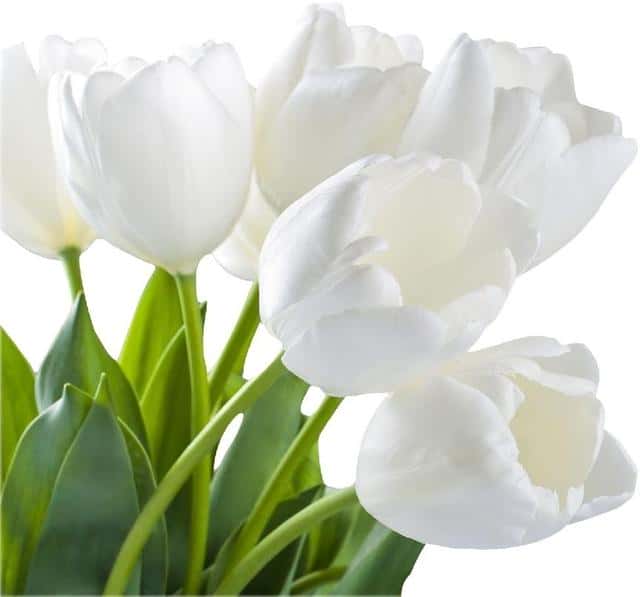 白郁金香花语暗示什么（白色郁金香的花语和象征意义是什么）