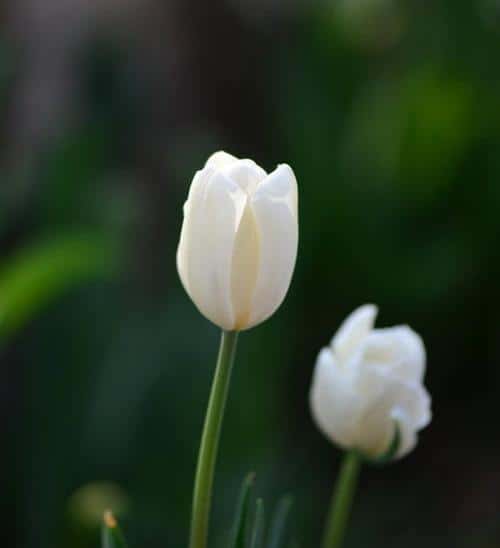 白郁金香花语暗示什么（白色郁金香的花语和象征意义是什么）