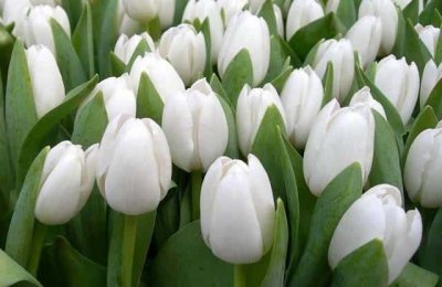 ​白郁金香花语暗示什么（白色郁金香的花语和象征意义是什么）
