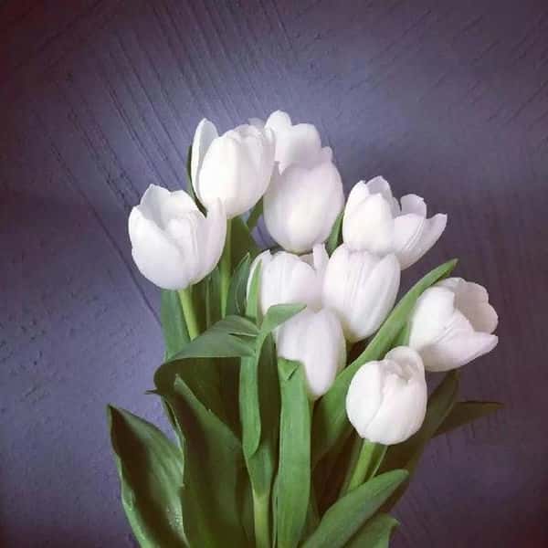 白郁金香花语暗示什么（白色郁金香的花语和象征意义是什么）