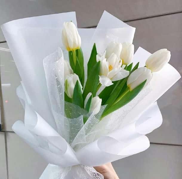 白郁金香花语暗示什么（白色郁金香的花语和象征意义是什么）