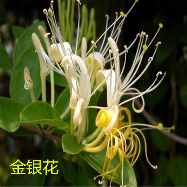 金银花种植技术全过程（金银花主要特征特性及高效栽培关键技术）(3)