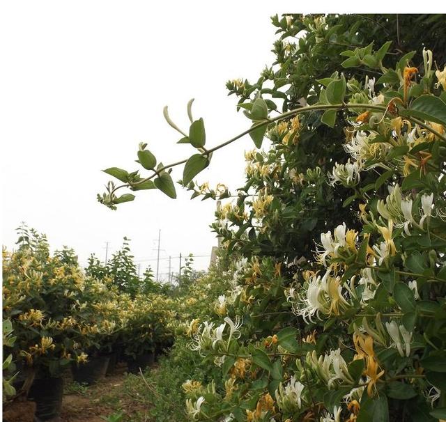金银花种植技术全过程（金银花主要特征特性及高效栽培关键技术）(2)