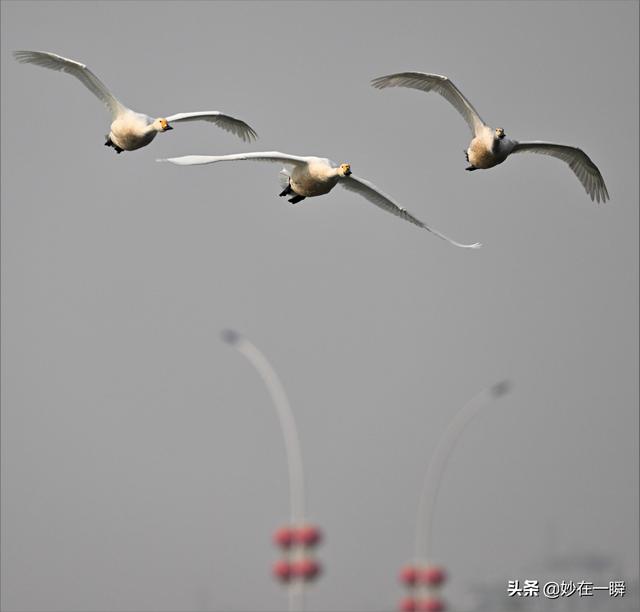 石家庄滹沱河天鹅湖(天鹅起舞滹沱河)(26)