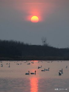 ​石家庄滹沱河天鹅湖（天鹅起舞滹沱河）
