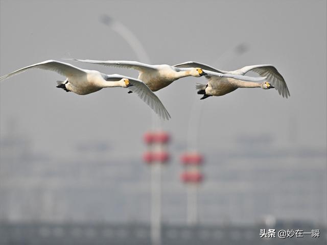 石家庄滹沱河天鹅湖(天鹅起舞滹沱河)(28)