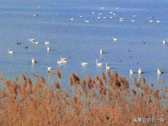 石家庄滹沱河天鹅湖(天鹅起舞滹沱河)(11)